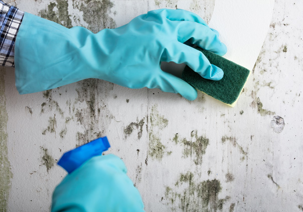 mould_removal-2